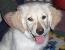  Veterinary Links  