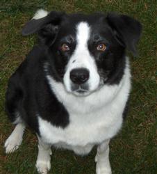  Border Collies 