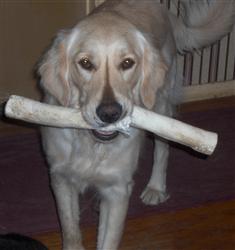  Veterinary Links  