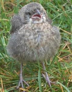  unknown, baby 