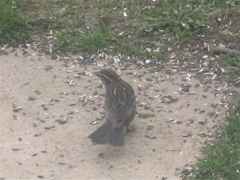  Red-WInged Blackbird 