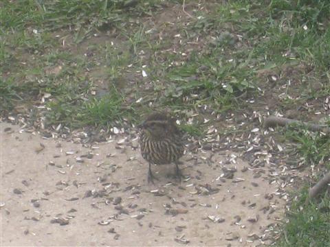  Red-WInged Blackbird 