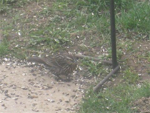  Red-WInged Blackbird 