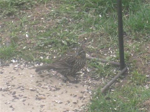  Red-WInged Blackbird 