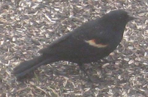  Red-WInged Blackbird 