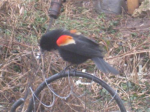  Red-WInged Blackbird 