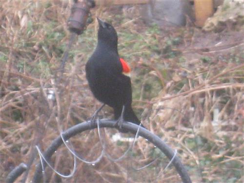  Red-WInged Blackbird 