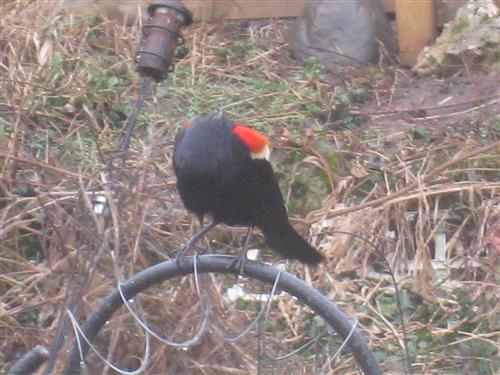  Red-WInged Blackbird 