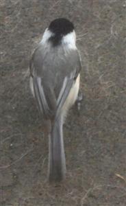  Black-Capped Chickadee 