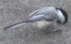  Black-Capped Chickadee 