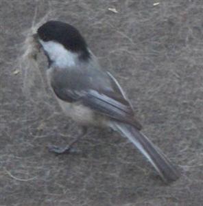  Black-Capped Chickadee 