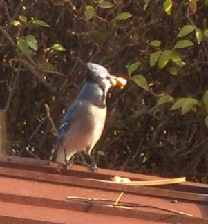  BLUE JAY 