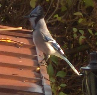  BLUE JAY 