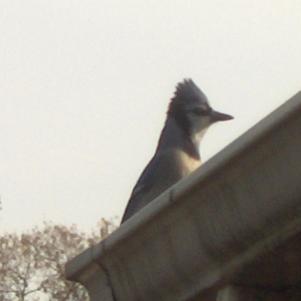  BLUE JAY 