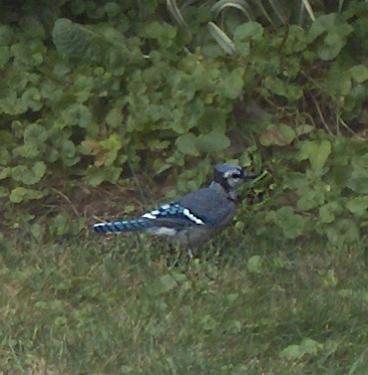  BLUE JAY 