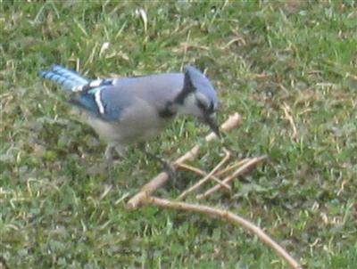  BLUE JAY 