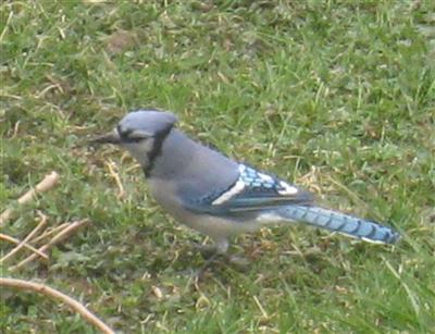  BLUE JAY 