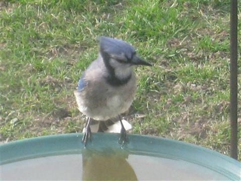  BLUE JAY 