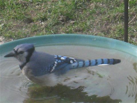  BLUE JAY 