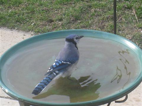  BLUE JAY 