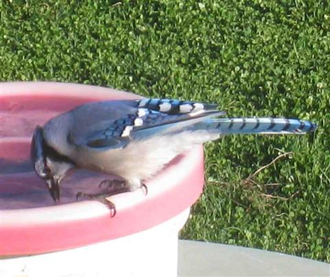  BLUE JAY 