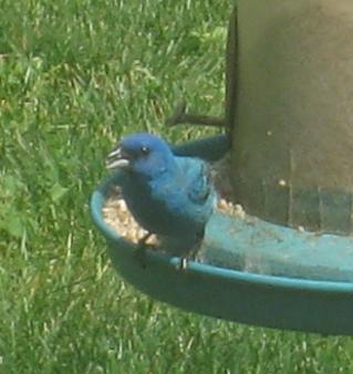  INDIGO BUNTING 