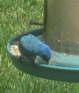  INDIGO BUNTING 