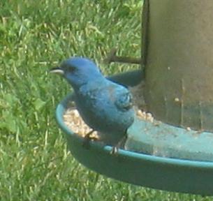  INDIGO BUNTING 