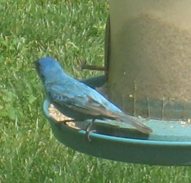  INDIGO BUNTING 