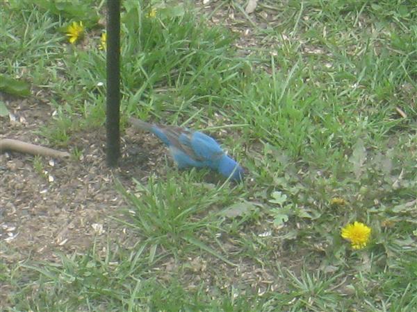  INDIGO BUNTING 