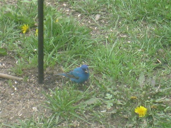  INDIGO BUNTING 