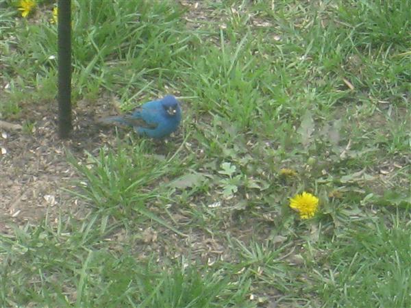  INDIGO BUNTING 