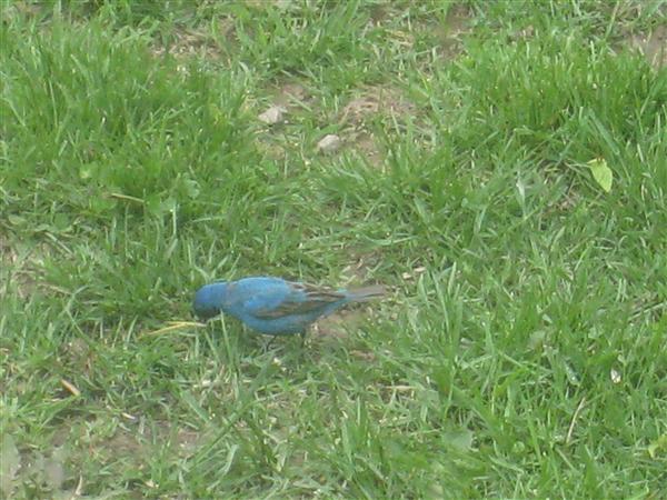  INDIGO BUNTING 