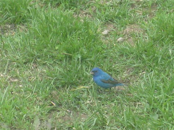  INDIGO BUNTING 