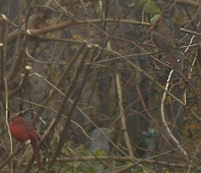  NORTHERN CARDINAL 