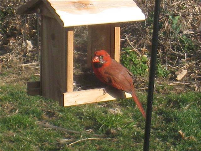  NORTHERN CARDINAL 