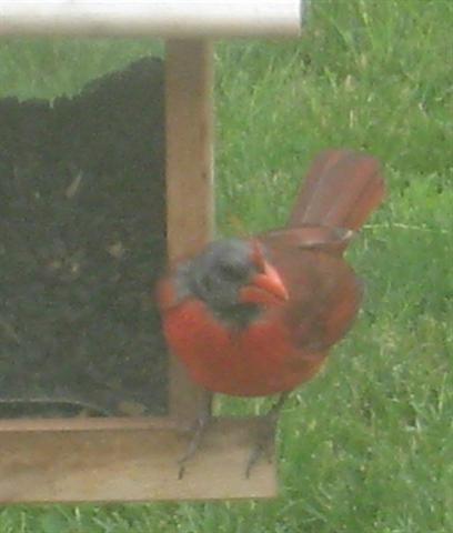  NORTHERN CARDINAL 