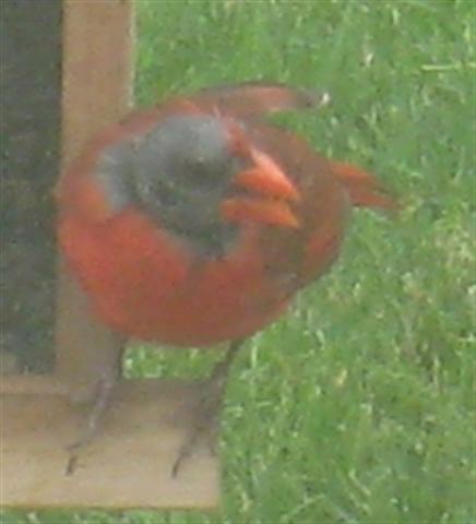  NORTHERN CARDINAL 