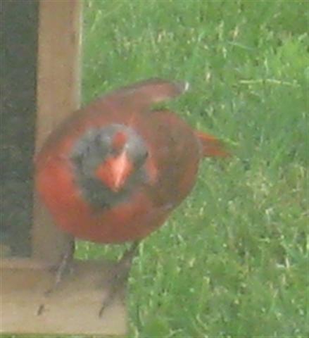  NORTHERN CARDINAL 