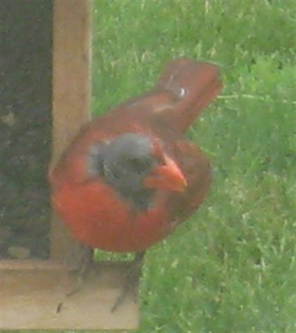  NORTHERN CARDINAL 