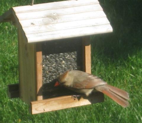  NORTHERN CARDINAL 