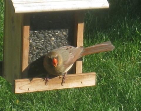  NORTHERN CARDINAL 