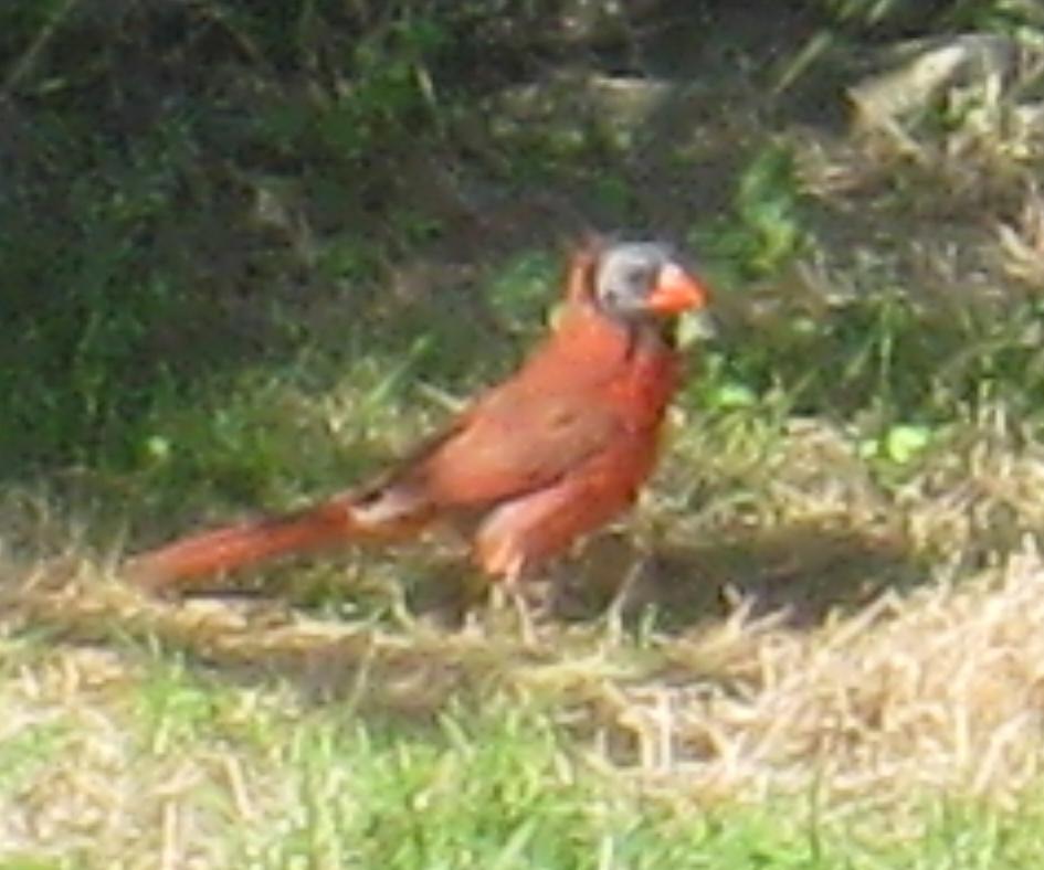  NORTHERN CARDINAL 