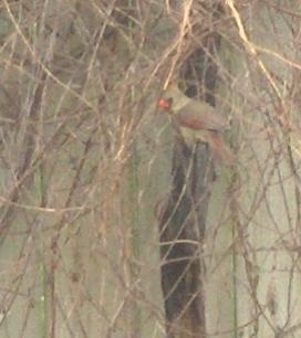  NORTHERN CARDINAL 