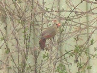  NORTHERN CARDINAL 