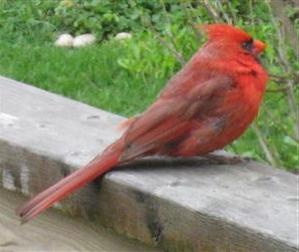  NORTHERN CARDINAL 