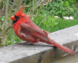  NORTHERN CARDINAL 