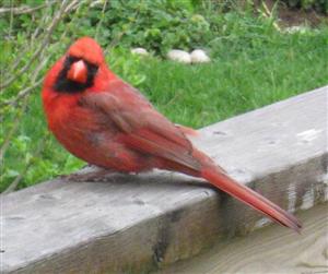  NORTHERN CARDINAL 