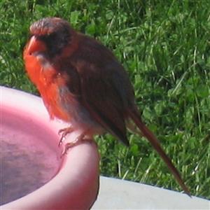  NORTHERN CARDINAL 