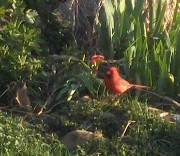  NORTHERN CARDINAL 